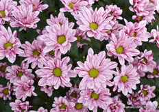 En de Petticoat een sierlijke bloem met het roze witte bloemblad en een mooi groen hart.